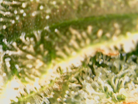 photo61283.png