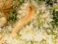 photo61284.png