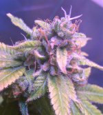 frosty3.jpg