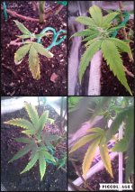 GHE Flora Drain to Waste.jpg - Click image for larger version  Name:	GHE Flora Drain to Waste.jpg Views:	1 Size:	186.2 KB ID:	256425