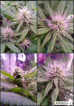 GHE Flora Drain to Waste.jpg - Click image for larger version  Name:	GHE Flora Drain to Waste.jpg Views:	1 Size:	186.2 KB ID:	256425
