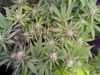 GHE Flora Drain to Waste.jpg - Click image for larger version  Name:	GHE Flora Drain to Waste.jpg Views:	1 Size:	186.2 KB ID:	256425