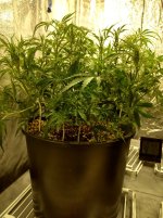 photo61850.jpg