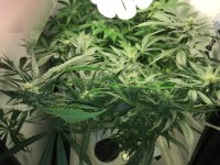 blu og wk6.JPG
