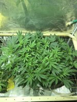 photo62658.jpg