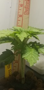 Screenshot_20181023-082610_Gallery.jpg