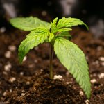 Click image for larger version Name: GG2-Pot.jpg Views: 1 Size: 190.5 KB ID: 261076 Click image for larger version Name: GG2-Pot.jpg Views: 1 Size: 190.5 KB ID: 261076
