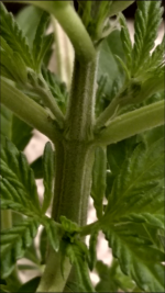photo7089.png