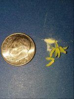Jan 10 update pollen.jpg