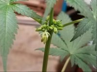 Jan 10 update Afghan Haze flower.jpg