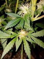 Jan 10 update Super Lemon Haze 2.jpg