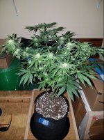 Jan 10 update Jack Herer 1.jpg
