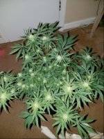 Jan 10 update Jack Herer 2.jpg