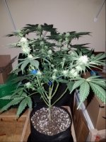 Jan 10 update Incredible Bulk 1.jpg