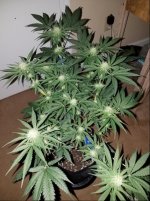Jan 10 update Incredible Bulk 2.jpg