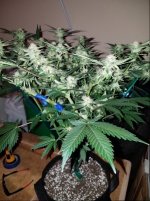 Jan. 10 update Super Lemon Haze 1.jpg
