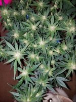 Jan 10 update Super Lemon Haze 3.jpg