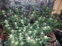 Jan 10 update flower room.jpg