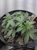 photo63937.jpg