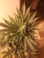photo64275.jpg