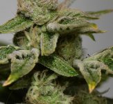 photo64892.jpg