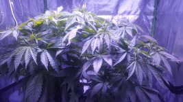 20181129_082732.jpg