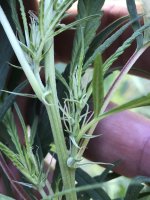 photo65735.jpg