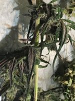 photo66888.jpg