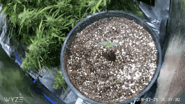 photo67441.gif