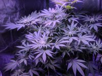 photo67511.jpg