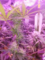 photo67625.jpg