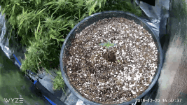 photo67978.gif