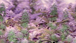 photo68482.jpg