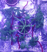 BD week 6 pruned top 20190106_121225.png