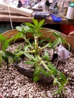 photo69292.jpg