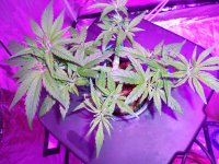 photo70649.jpg