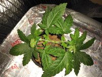photo71353.jpg