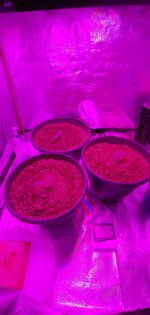 photo71547.jpg