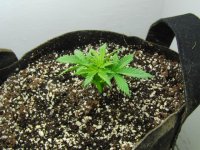 6 - Day 25.JPG