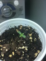 photo72941.jpg
