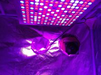 photo72983.jpg