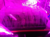 photo72987.jpg