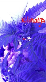 InkedIMG_7880_LI.jpg