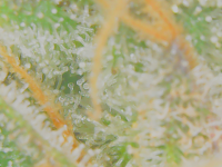 photo73125.png