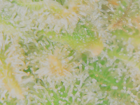 photo73126.png