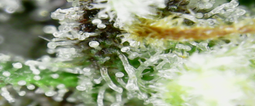 photo73321.png