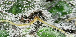 photo73322.png