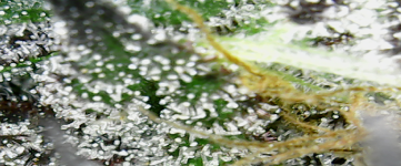 photo73323.png