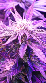 BD Week 14 - bud 4 20190303_152825.png