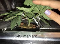 Kilimanjaro.jpg